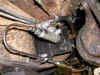 clutchmc.jpg (412550 bytes)
