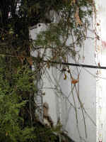 ron32.jpg.jpg (234889 bytes)